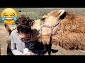 Camels attack caught on camera  camels funny compilation  petastic 