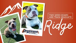 Pit Bull French Bulldog Mix, 8 m, 'Ridge' | Amazing Pit Bull French Bulldog Mix Obedience Training