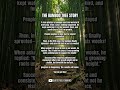The Bamboo Tree Story 🌱 | Why Success Takes Time🔥#motivation #successmindset #discipline