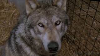'The Animal' Disturbed | Werewolf Tribute