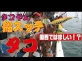 明石でタコ爆釣！！スッテでタコを狙う！？in 兵庫県明石沖(865)