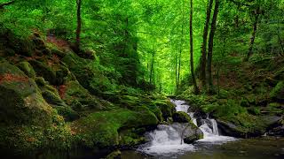 Pure nature sounds for sleep and relaxation, birds singing and water flowing