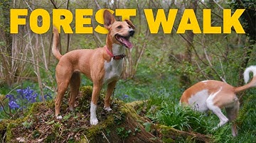 🎹 Honden TV 🐾 Rustige wandeling met de hond door Bluebell Woods 🌳 Video
