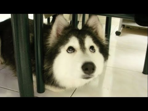 Video: Prečo sú sibírsky husky najlepší psi?
