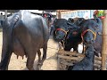 #दुध की टिकाऊ #भैंस मिल रही है यहा उचित दाम मे | Dildarnagar Buffalo Mandi | Bhains Mandi | Murrah