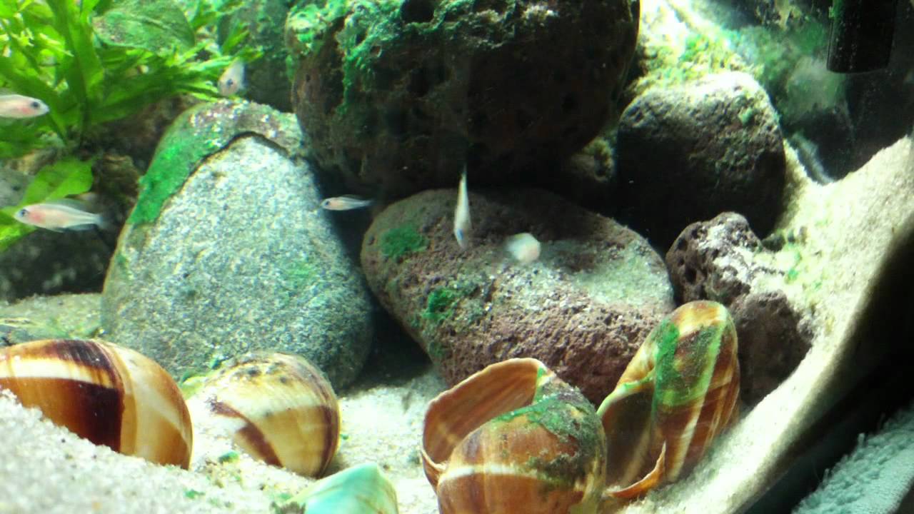 Shell Dweller/Multifasciatus Care YouTube