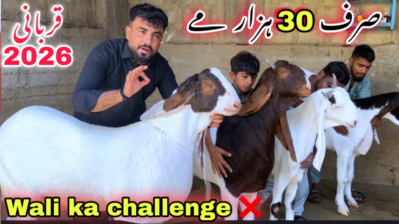 Wali Kareem Goat Farm Heavy Self Feed Qurbani 2026 Ka Bakray Le Aya ❤️ | Sasti Bakra Mandi 