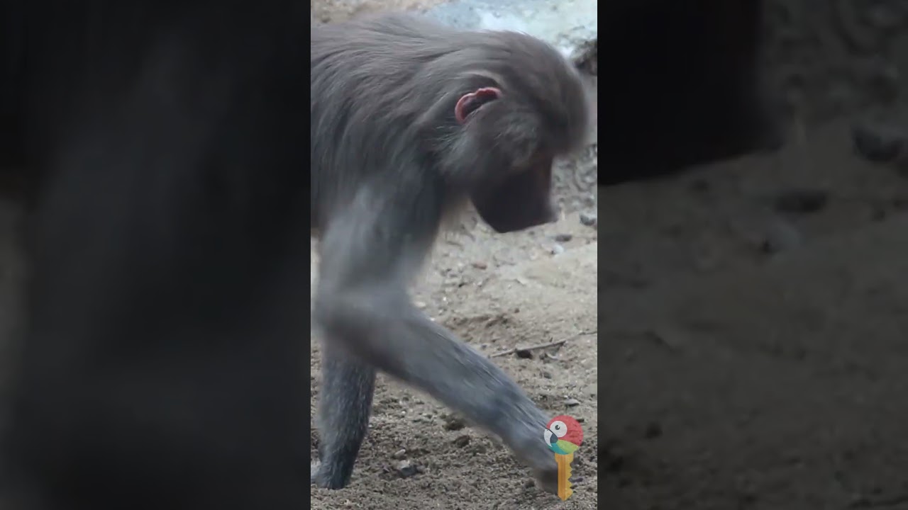 Baboon's munchins and crunchins