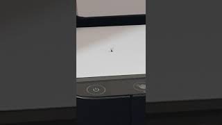 Mosquito Dancing to Taylor Swift's Getaway Car