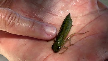 Macroinvertebrate Sampling at the Lake Waco Wetlands