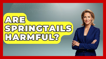 Are Springtails Harmful? - Insects and Invaders
