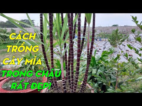 Video: Bạn Có Thể Trồng Mía Trong Chậu - Cách Trồng Cây Mía Trong Chậu