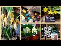 Выставка орхидей  в Бельгии.  21.04.19.