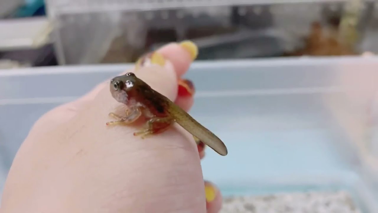 オタマジャクシから育てた モリアオガエルがこんなに美しくなって可愛い過ぎた ついでに日本のカエルの超簡単飼育をお見せします Youtube