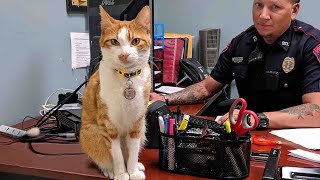 When Police Cat keeps a close eye on all the officers