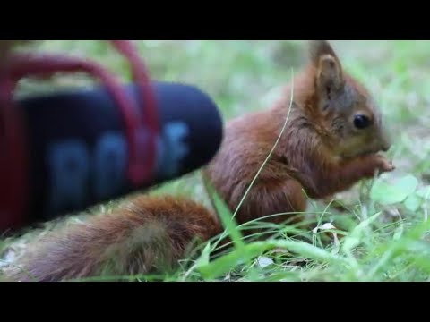 Video: La naftalina scoraggerà gli scoiattoli di terra?