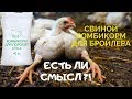 Свиной комбикорм для бройлеров. Есть ли смысл?! "Создатель" свиного комбикорма рассказывает.