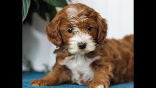 Cavapoo Puppies for Sale