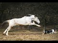 Part 3 - Advice On Dangerous Horse - Extremely Aggressive New Mare That Owner Can't Touch