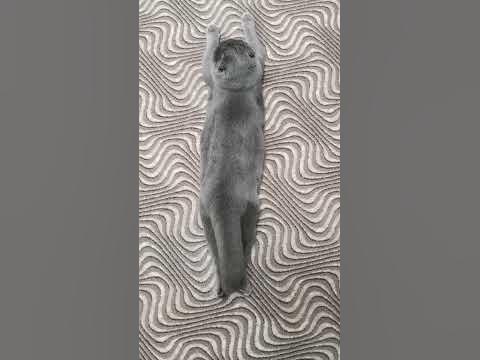 Кот-маятник - YouTube