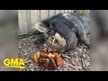 Rescue pig celebrates birthday with special cake