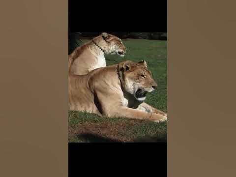 Лігр - гібрид лева і тигриці - YouTube