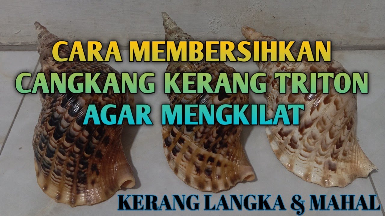 CARA MEMBERSIHKAN CANGKANG KERANG TRITON AGAR MENGKILAT#tutorial #cangkangkerang#triton #seashell