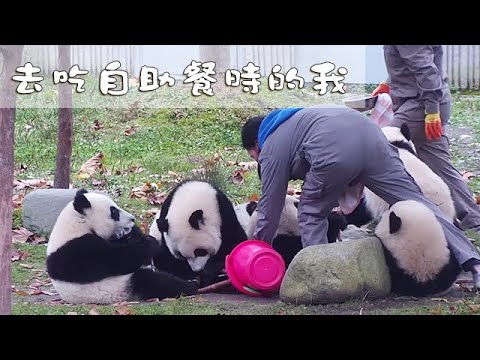 《熊貓早晚安》去吃自助餐時的我 | iPanda熊貓頻道