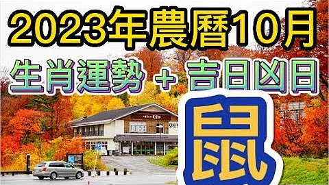 【古柏论命每月运势 + 吉日凶日】2023年农历十月(阳历11/13 ~ 12/12)生肖运势分享 -  鼠 - 天天要闻