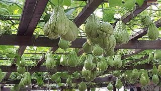 WOW! Amazing Agriculture Technology - Chayote