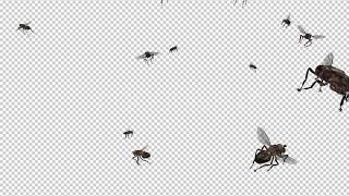 Swarm Flies