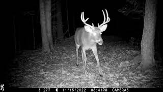 November 2022 trail cam highlights