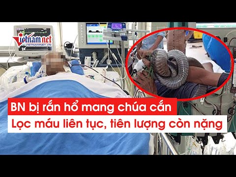 Video Diễn biến vụ rắn hổ mang chúa cắn người ở Tây Ninh:... - youtube