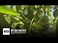 Central Valley farmers take advantage of ways to save water, money