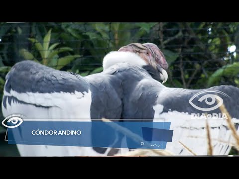 Cóndor andino - Día a Día - Teleamazonas