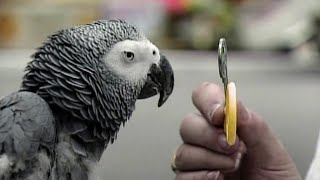 Alex the Genius Parrot