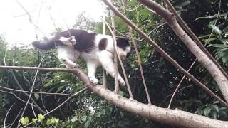 野良猫一家の猫パンチ君、木に登る