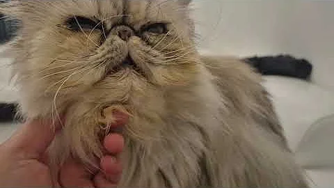 Watch the video about Elsa the Persian Cat Kneads Loudly and Purrs Like a Motor While Swaying on Her ì Mom!