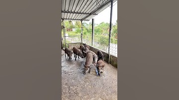 Nuôi heo rừng lai không cho ăn thức ăn công nghiệp được không? #pig #heorừnglai #shorts