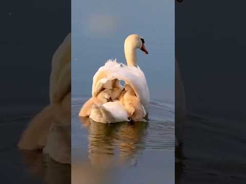 Kon Bhala Duniya Me Maa Ki Jagah Le Sakata Hindi Song Videoshorts Videotrending Videoviral 