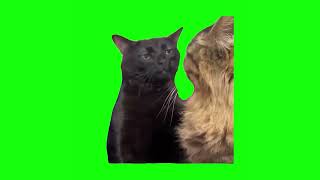 Black Cat Zoning Out - Green Screen