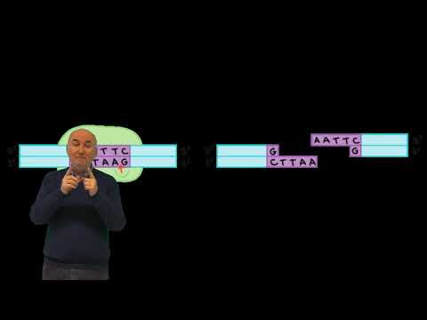 Video: ¿Quién descubrió la endonucleasa de restricción?