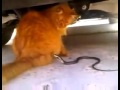Cat vs. snake