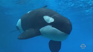 Kiska ‘Loneliest Whale in the World’ dies at Marineland