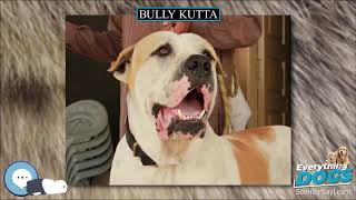 Bully Kutta  Everything Dog Breeds 