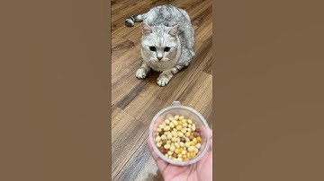 ☆ Reverse Video 🐱 cat reaction #cat #reverse #marblerun #funnycat