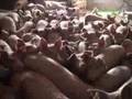 Intensive pig farm conditions