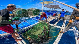 Ikaanim Na Panghango Ng Pinakamalaking Trap Halos Grouper Lahat