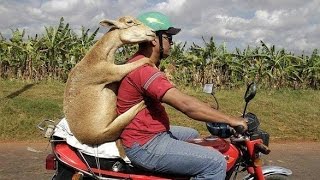 Прикол, Глупые поступки и Смешные моменты Прикол, Глупые поступки и Смешные моменты