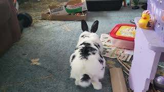 UnBun's boring human is not producing food!